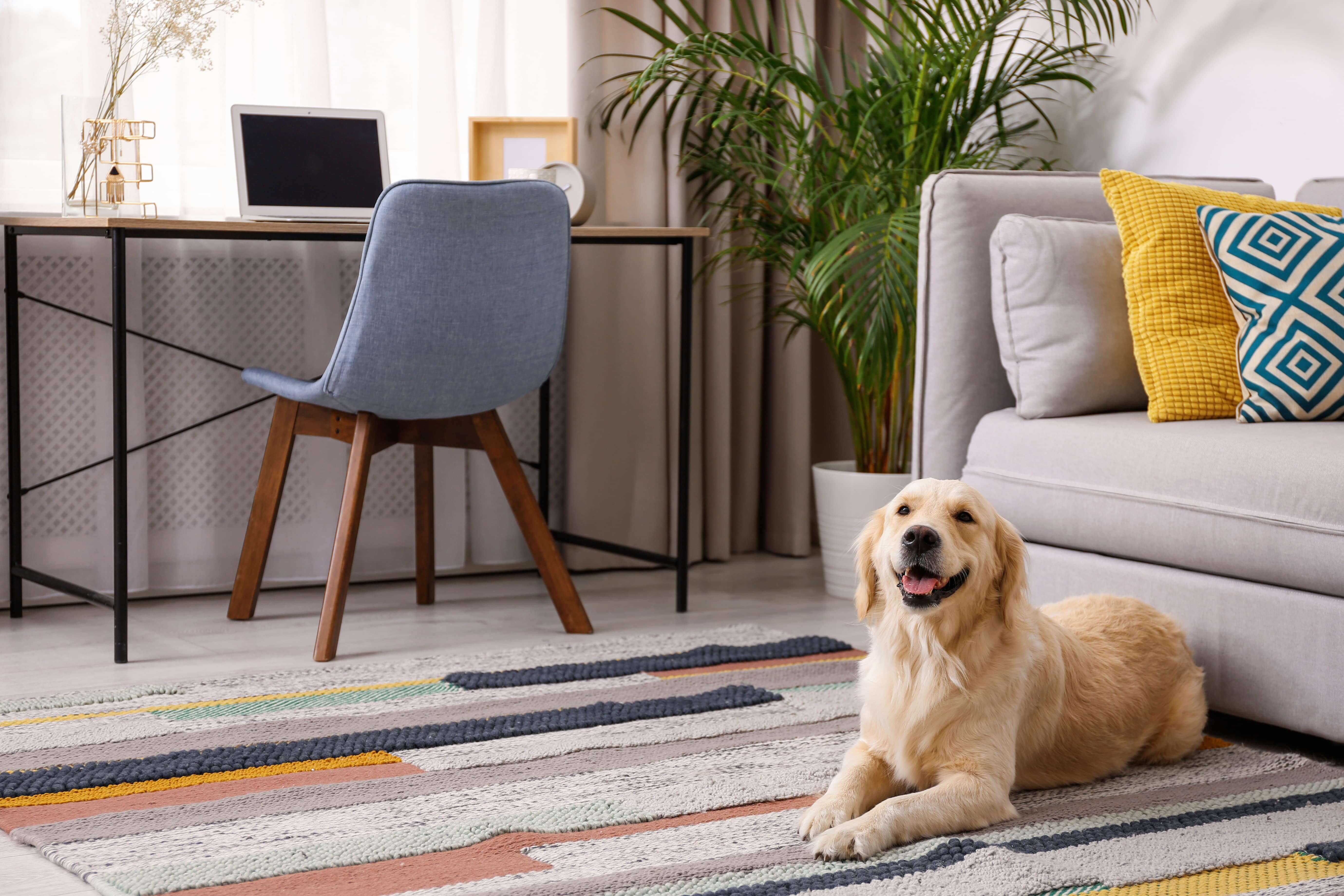 a-tenant-s-guide-to-pet-fees-for-apartments